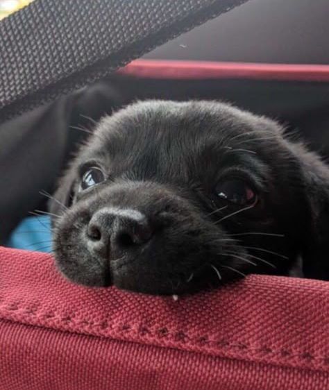 Larry Dragospiro tweet media