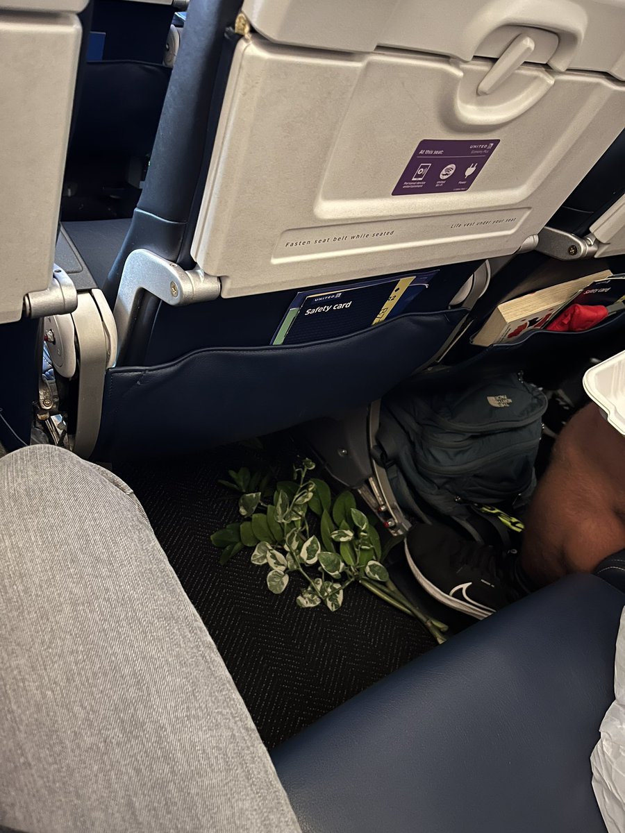 Another flight, another dude with hot, stinky food.  And this time something new…. loose plants? Yes, he placed loose, fragrant plant branches on the floor. What’s next, I wonder? Sigh.