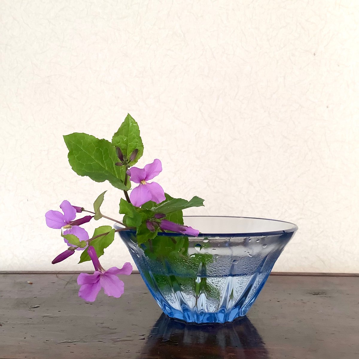 TY72749's tweet photo. 『大紫羅欄花/オオアラセイトウ』別名/紫菜花。若葉や花芽は食す事が出来、種子からはアブラナと同じように油を採取出来、中国北部では野菜として栽培されているらしい。そうかー、繁殖力旺盛で庭の片隅に追いやったけれど少し食してみようかなと思いつつも少し摘んで鑑賞。*器は昭和のガラス器。 https://t.co/w0znNb2Pm0