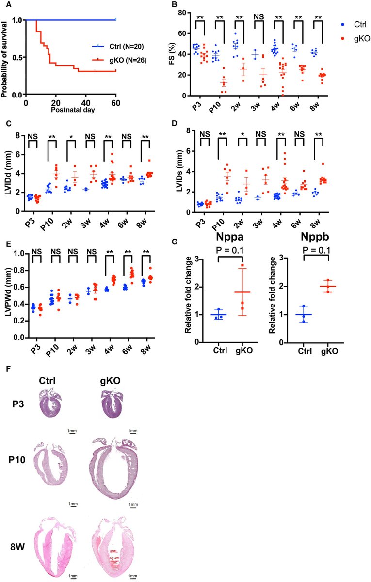 JAHA (@jaha_aha) on Twitter photo New study reveals ALPK3 is crucial for heart health! Mouse models show its key role in maintaining sarcomere structure. #AHAJournals <a href="/JuliusBogo1/">Julius Bogomolovas</a> <a href="/UCSD_CardioLabs/">UCSD Cardio-Labs</a> ahajrnls.org/4j2KX50 New study reveals ALPK3 is crucial for heart health! Mouse models show its key role in maintaining sarcomere structure. #AHAJournals <a href="/JuliusBogo1/">Julius Bogomolovas</a> <a href="/UCSD_CardioLabs/">UCSD Cardio-Labs</a> ahajrnls.org/4j2KX50