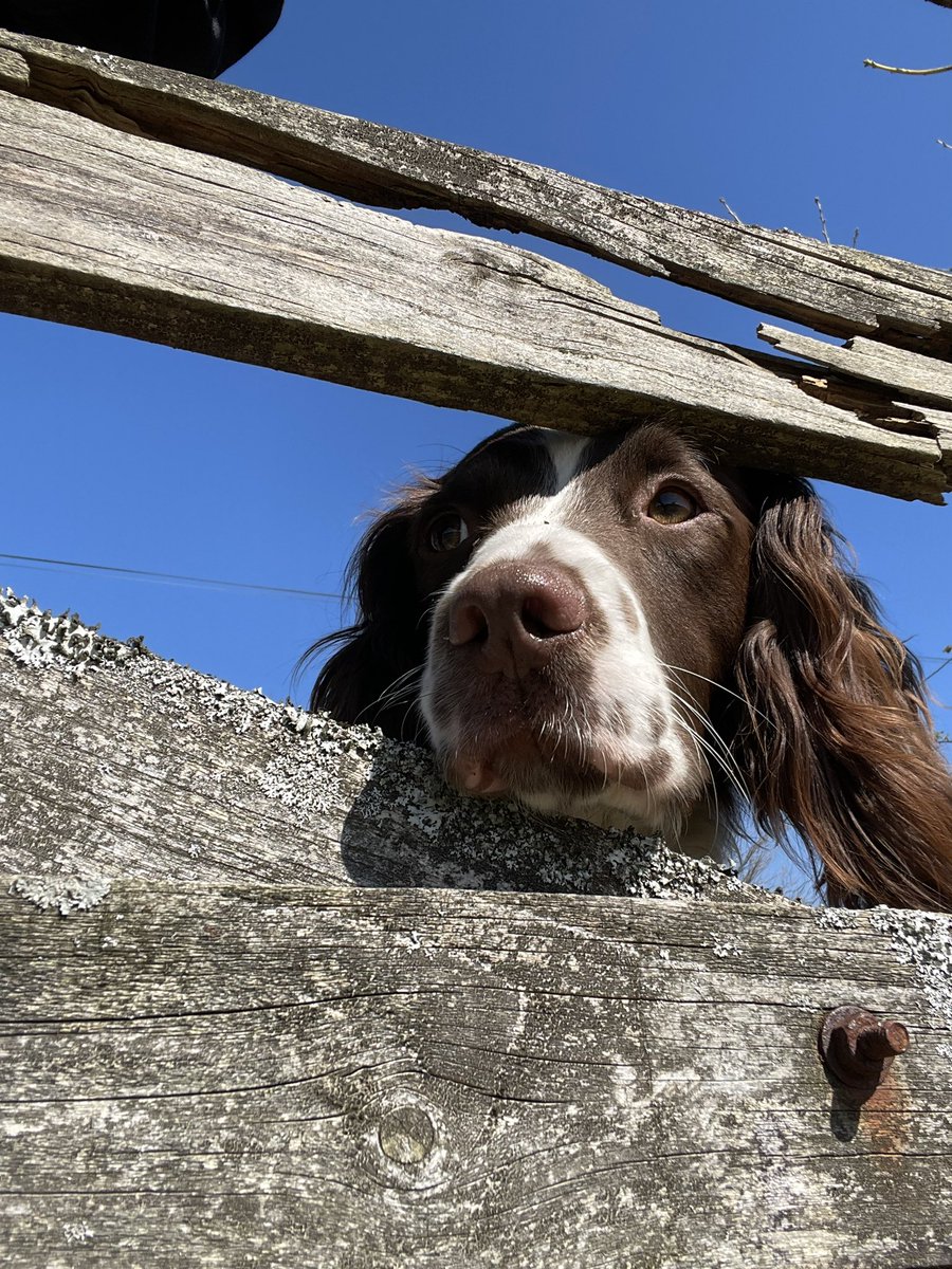 Albertspanner's tweet photo. “What are you looking at Goose?”…………………..”I’m looking to see if anyone out there can offer me a lovely family home with another dog I can play with fozzer Dad” ………………Could you be that home? Applications please to here https://t.co/LOklf8dXyF https://t.co/xDOwVBOFuy