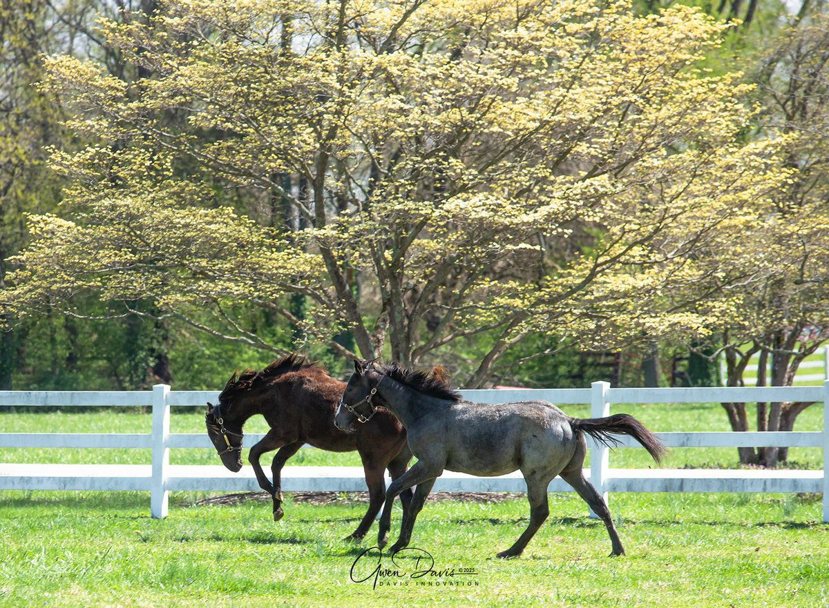 Hello Spring.  The yearlings have been waiting for you <a href="/SecondStride/">Second Stride</a>.