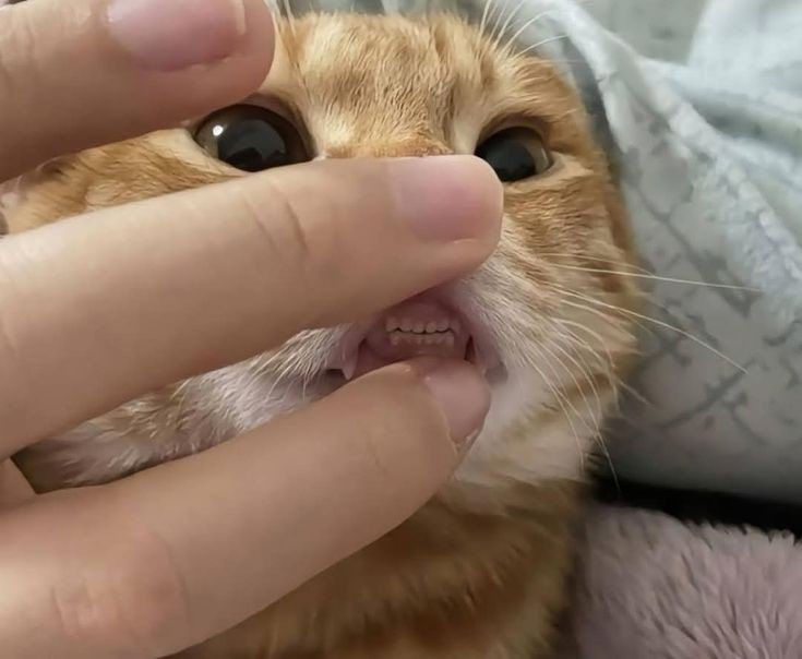 TodoDiaGatinhos's tweet image. Sorriso de criança arteira