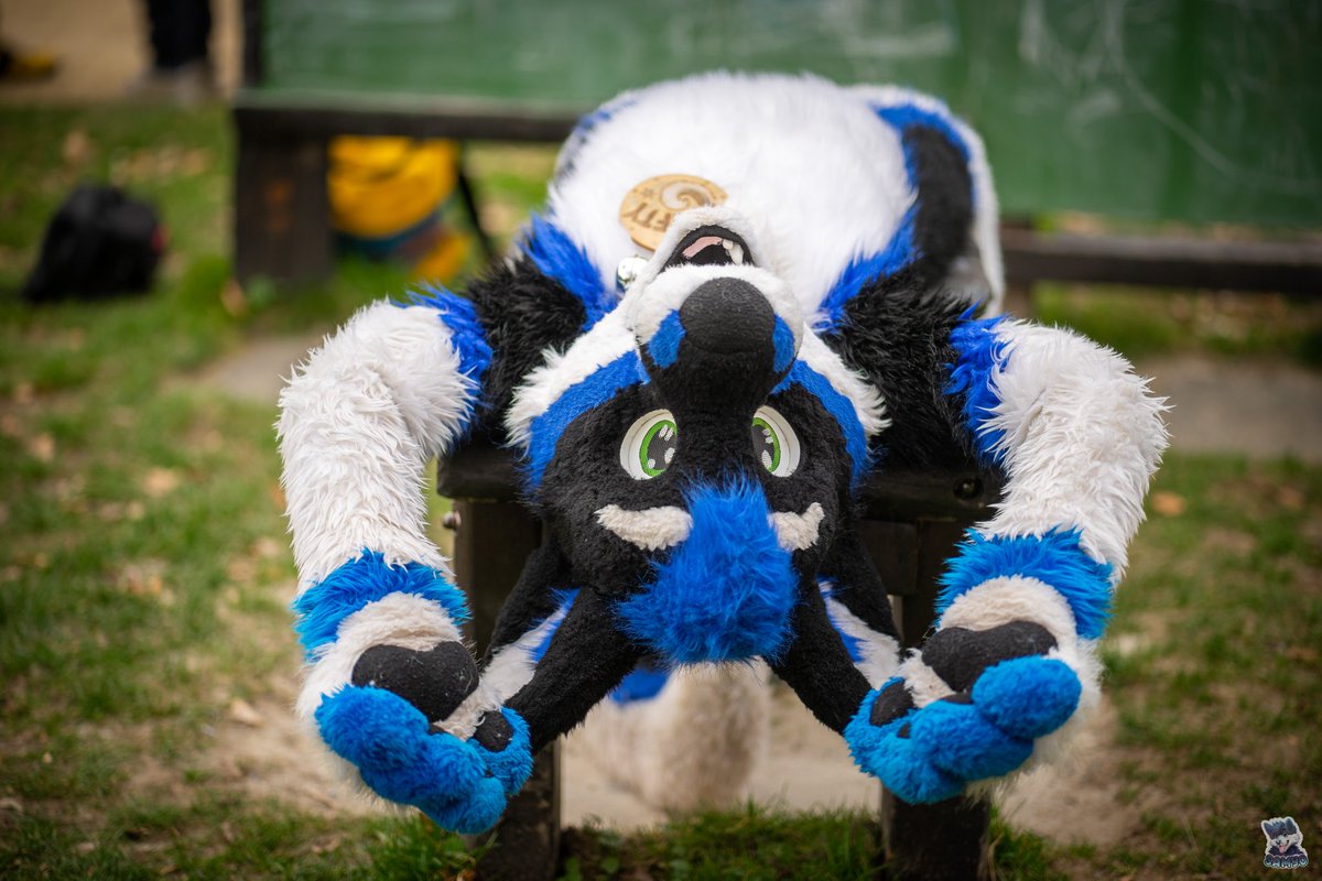What happened? Why are you upside down? 🙃

📷 <a href="/SamyoFox/">SamyoFox</a> 
#NewProfilePic