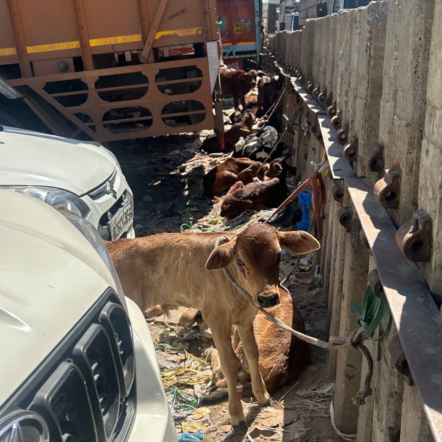 Sunayana Sibal (@sibalsunayana) on Twitter photo आपकी संवेदना सराहनीय है, पर गायें और भैंसें सड़कों पर क्यों? अवैध डेयरियाँ पहले दूध निकालती हैं, फिर छोड़ देती हैं। 150+ डेयरियों की सूचना <a href="/MCD_Delhi/">Municipal Corporation of Delhi</a> को की, पर कोई कारगर कदम नहीं उठाया।
असली कार्रवाई कब होगी? <a href="/gupta_rekha/">Rekha Gupta</a> कृपया निर्देश दें. आपकी संवेदना सराहनीय है, पर गायें और भैंसें सड़कों पर क्यों? अवैध डेयरियाँ पहले दूध निकालती हैं, फिर छोड़ देती हैं। 150+ डेयरियों की सूचना <a href="/MCD_Delhi/">Municipal Corporation of Delhi</a> को की, पर कोई कारगर कदम नहीं उठाया।
असली कार्रवाई कब होगी? <a href="/gupta_rekha/">Rekha Gupta</a> कृपया निर्देश दें.