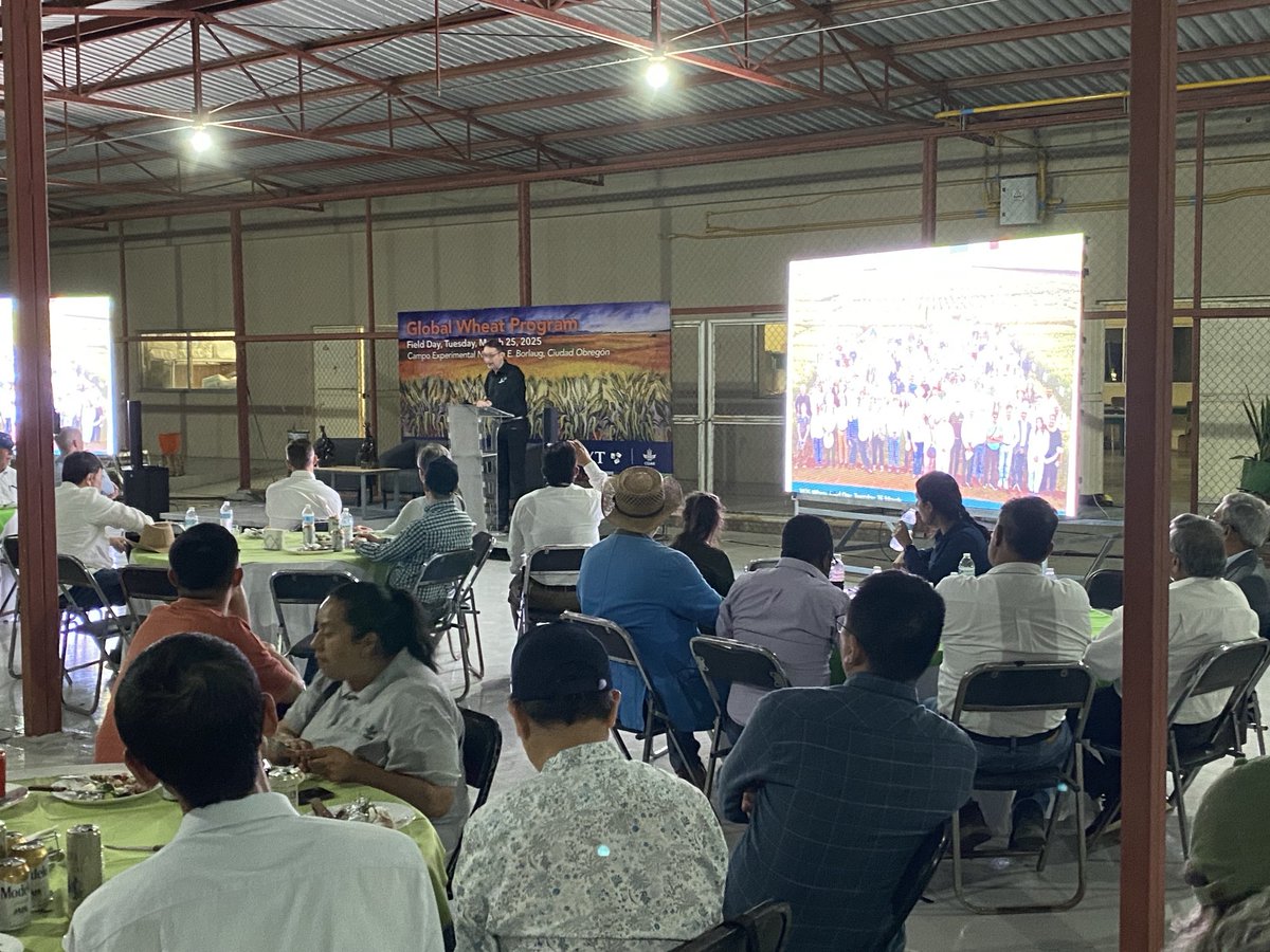 ⁦<a href="/SeedsRebel/">Rebel Seeds</a>⁩ has understands the impact that ⁦<a href="/CIMMYT/">CIMMYT</a>⁩ is having around the world, particularly #Australianfarmers time for ⁦<a href="/theGRDC/">GRDC</a>⁩ to step up good to hear from ⁦<a href="/bramaccimmyt/">Bram Govaerts CIMMYT</a>⁩