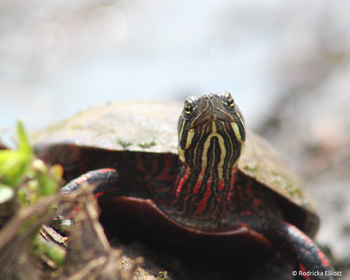 Grab your camera and #OptOutside at #KenilworthAquaticGardens! Then submit your favorite photos from your trip to our free monthly #PhotoContest! Use the link in our bio to learn more and enter 📸🪷