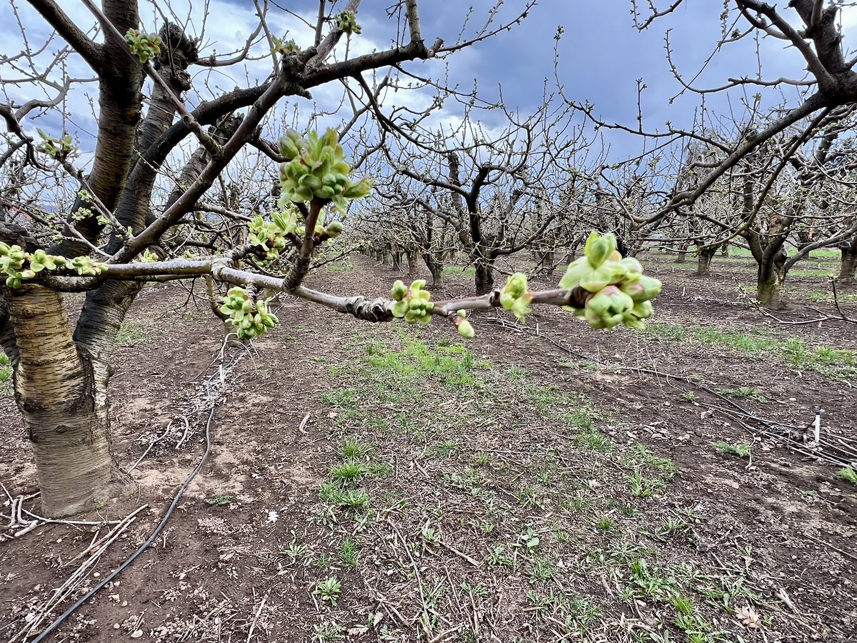 HoodRiverRyan's tweet image. These green cherry buds will be beautiful flowers in the next couple weeks.  #HoodRiver #Farming #Orchard #Fruit.