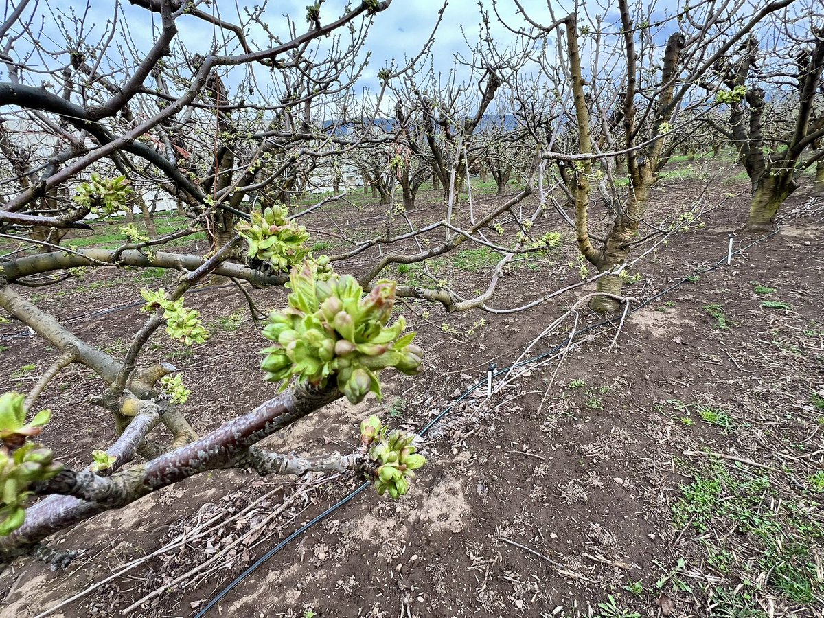 HoodRiverRyan's tweet image. These green cherry buds will be beautiful flowers in the next couple weeks.  #HoodRiver #Farming #Orchard #Fruit.