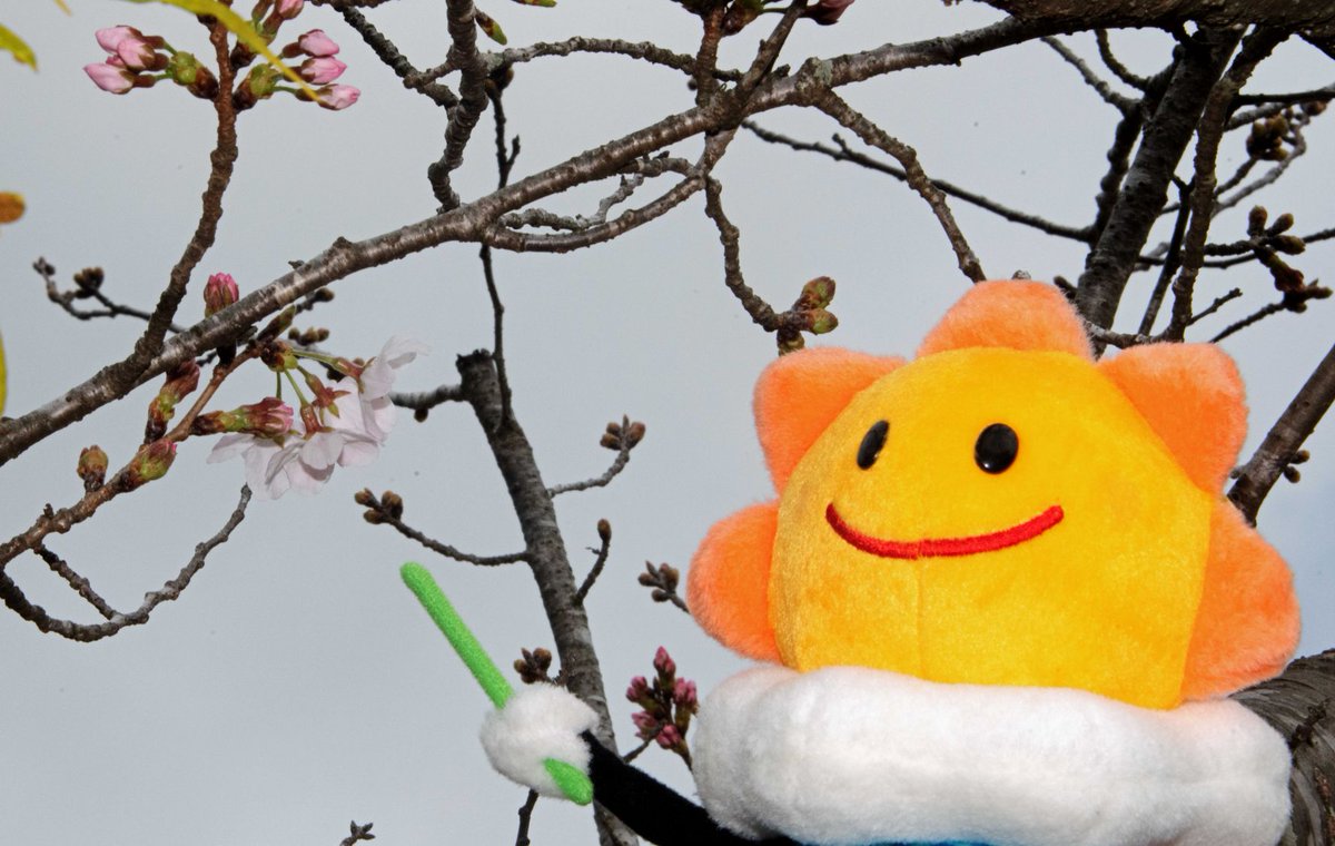 【さくら（そめいよしの）の開花】 
本日（3月27日）銚子で #さくら の #開花 を観測しました。
平年より3日早く、昨年より5日早い開花となりました。
 
生物季節観測の記録
data.jma.go.jp/choshi/shosai/…