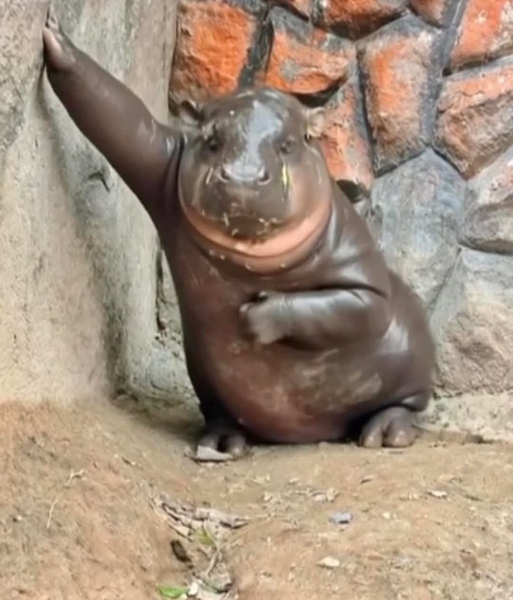 ยอดผู้เข้าชมสวนสัตว์ตั้งแต่เดือนตุลาคม-ตอนนี้(ไม่ถึง6เดือน)
ทะลุหนึ่งล้านคนเเล้ว  
เค้ามาดูอะไรกันคะเนี่ย
#hippo #PygmyHippo #ขาหมูแอนด์เดอะแก๊ง #หมูเด้งจะเด้งกี่โมง #Moodeng #พี่ขาหมู #สวนสัตว์แปลกเขาเขียว