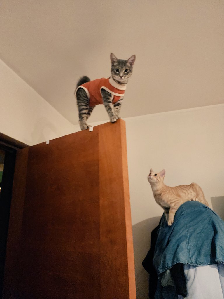 malditanicolini's tweet photo. Cómo le explico a esta gatita que el postoperatorio no incluye trepar a la puerta? https://t.co/ukHT3T4jrX