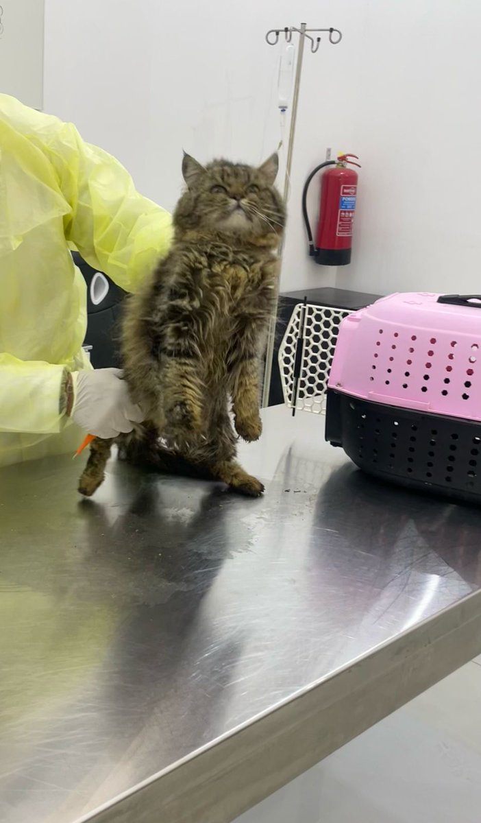 #انقاذ #قطط #الرياض #تبني الرياض
هدا القط الجميل المنقذ 
محتاج محتضن 
بس يطلع من العياده ضروري ما فيه يرجع الشارع 
رقم التواصل +966 50 628 7639
وضعه كسر وتم علاجه يحتاج راحه اسبوعين مايمشي