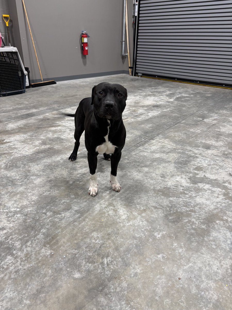 This friendly guy was found on Old York Road near Marsh Run Road.  If you can help us get him home, please contact the Fairview Township Police Department at 717-901-5267.