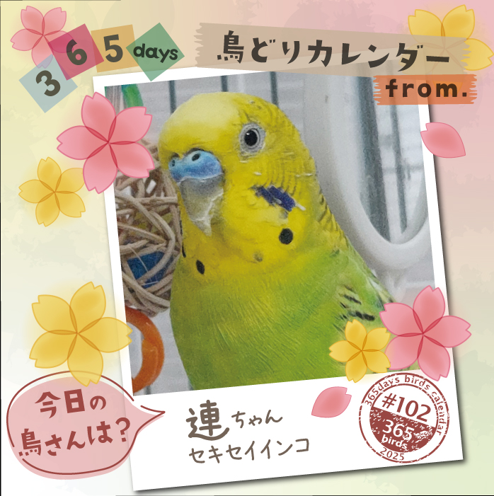 【365days鳥どりカレンダー2025】
#今日の鳥さん は?
#鳥どりカレンダー で掲載の鳥さんを毎日ご紹介

2026年版のカレンダー、鳥さん川柳募集中です！
ぜひ鳥さんあるあるなどご応募ください♪
cap7355.jimdofree.com

#鳥どりカレンダー2026
#インコ
#オウム