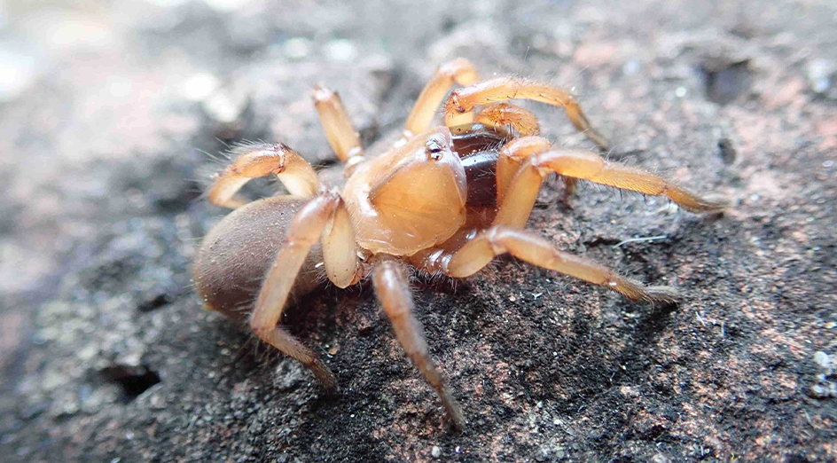 UWA (@uwanews) on Twitter photo Scientists led by #UWA have discovered two new species of trapdoor spiders in the Kimberley region, the first of the species to be found in northern Australia. Turns out they are master architects! <a href="/UWAresearch/">UWA Research</a> <a href="/wamuseum/">Western Australian Museum</a> <a href="/2fangs8legs/">Jeremy Wilson</a> ๐ณ๏ธ ๐ท๏ธ More ๐ uwa.au/64xzzt Scientists led by #UWA have discovered two new species of trapdoor spiders in the Kimberley region, the first of the species to be found in northern Australia. Turns out they are master architects! <a href="/UWAresearch/">UWA Research</a> <a href="/wamuseum/">Western Australian Museum</a> <a href="/2fangs8legs/">Jeremy Wilson</a> ๐ณ๏ธ ๐ท๏ธ More ๐ uwa.au/64xzzt