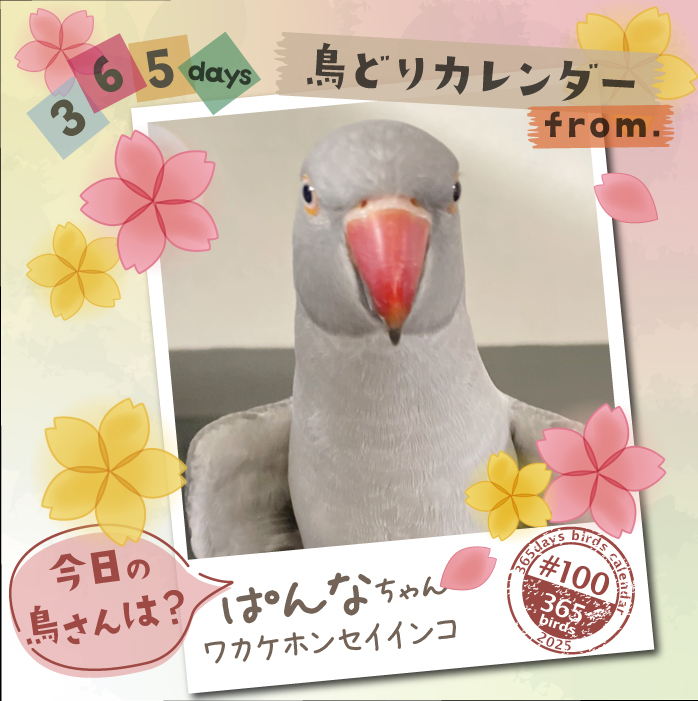 【365days鳥どりカレンダー2025】
#今日の鳥さん は?
#鳥どりカレンダー で掲載の鳥さんを毎日ご紹介

2026年版のカレンダー、鳥さん川柳募集中です！
ぜひ鳥さんあるあるなどご応募ください♪
cap7355.jimdofree.com

#鳥どりカレンダー2026
#インコ
#オウム