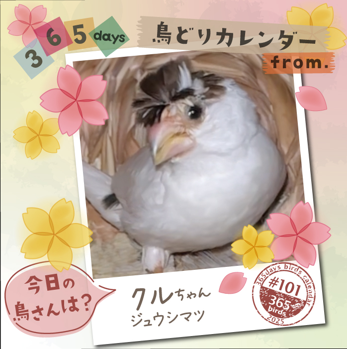 【365days鳥どりカレンダー2025】
#今日の鳥さん は?
#鳥どりカレンダー で掲載の鳥さんを毎日ご紹介

2026年版のカレンダー、鳥さん川柳募集中です！
ぜひ鳥さんあるあるなどご応募ください♪
cap7355.jimdofree.com

#鳥どりカレンダー2026
#インコ
#オウム