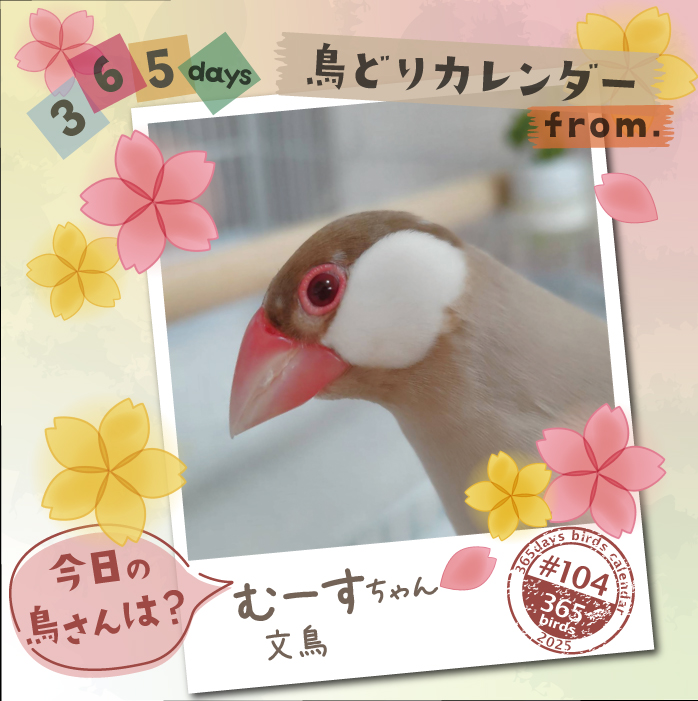【365days鳥どりカレンダー2025】
#今日の鳥さん は?
#鳥どりカレンダー で掲載の鳥さんを毎日ご紹介

2026年版のカレンダー、鳥さん川柳募集中です！
ぜひ鳥さんあるあるなどご応募ください♪
cap7355.jimdofree.com

#鳥どりカレンダー2026
#インコ
#オウム