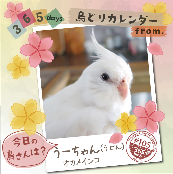 【365days鳥どりカレンダー2025】
#今日の鳥さん は?
#鳥どりカレンダー で掲載の鳥さんを毎日ご紹介

2026年版のカレンダー、鳥さん川柳募集中です！
ぜひ鳥さんあるあるなどご応募ください♪
cap7355.jimdofree.com

#鳥どりカレンダー2026
#インコ
#オウム