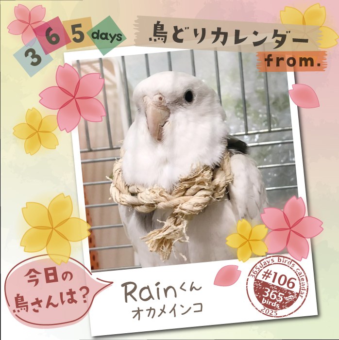 【365days鳥どりカレンダー2025】
#今日の鳥さん は?
#鳥どりカレンダー で掲載の鳥さんを毎日ご紹介

2026年版のカレンダー、鳥さん川柳募集中です！
ぜひ鳥さんあるあるなどご応募ください♪
cap7355.jimdofree.com

#鳥どりカレンダー2026
#インコ
#オウム