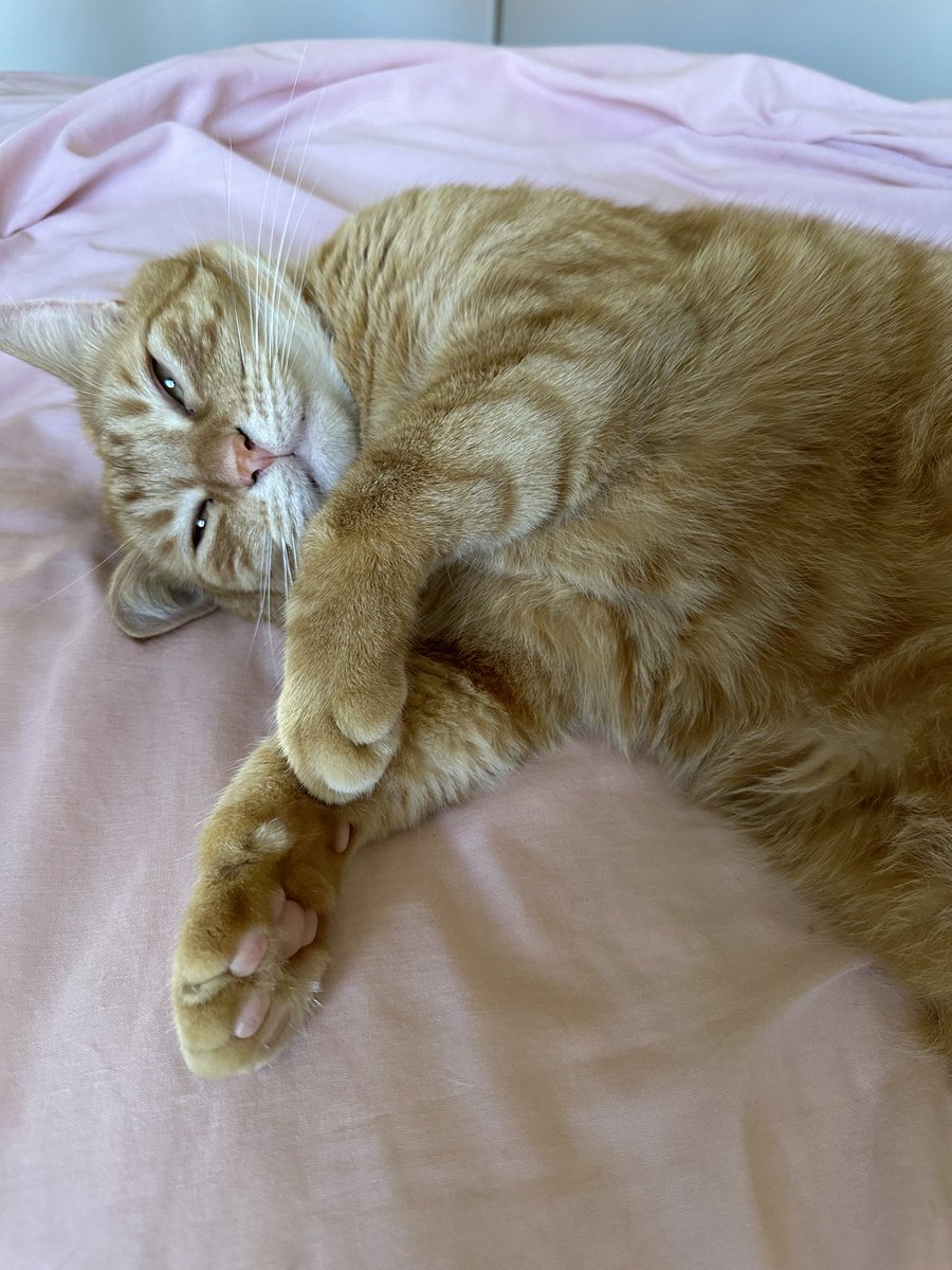 Schrödinger’s Kittens (@schrodingerkits) on Twitter photo 