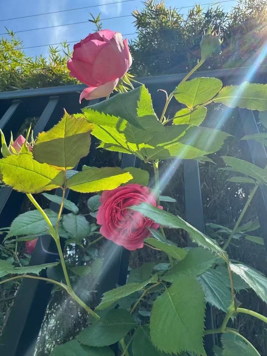 Cater10723061's tweet image. 🌸🌸Blossoms falling like pastel snowflakes - spring's soft manifesto.
#春日影集 #SpringAesthetics