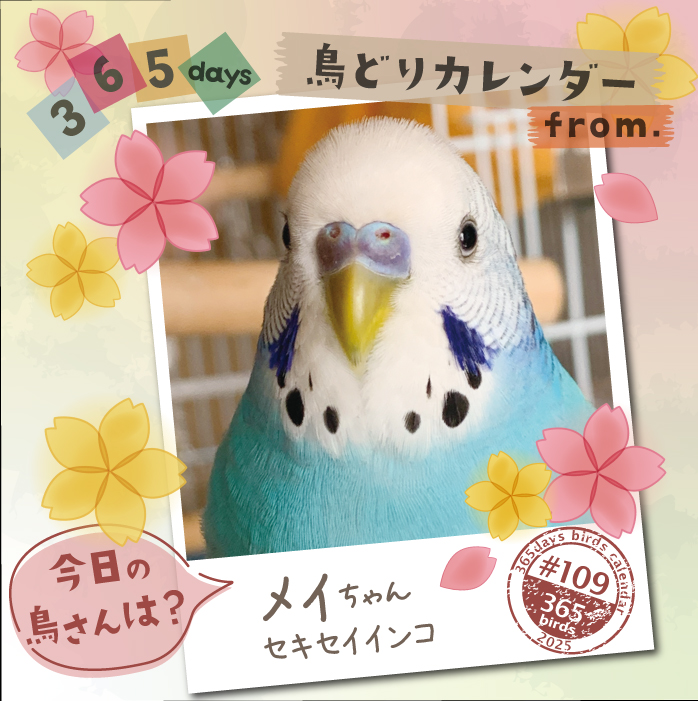 【365days鳥どりカレンダー2025】
#今日の鳥さん は?
#鳥どりカレンダー で掲載の鳥さんを毎日ご紹介

2026年版のカレンダー、鳥さん川柳募集中です！
ぜひ鳥さんあるあるなどご応募ください♪
cap7355.jimdofree.com

#鳥どりカレンダー2026
#インコ
#オウム