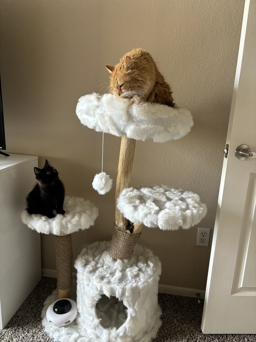 KenzieLessard's tweet image. Grateful for my life &amp;amp; little family 😍🌹 @GAddixAZ