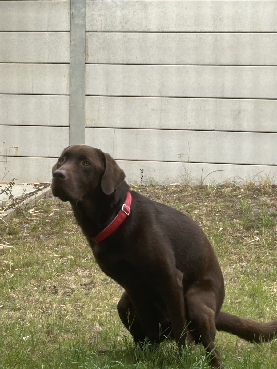 Doggo Photodump. That is all.