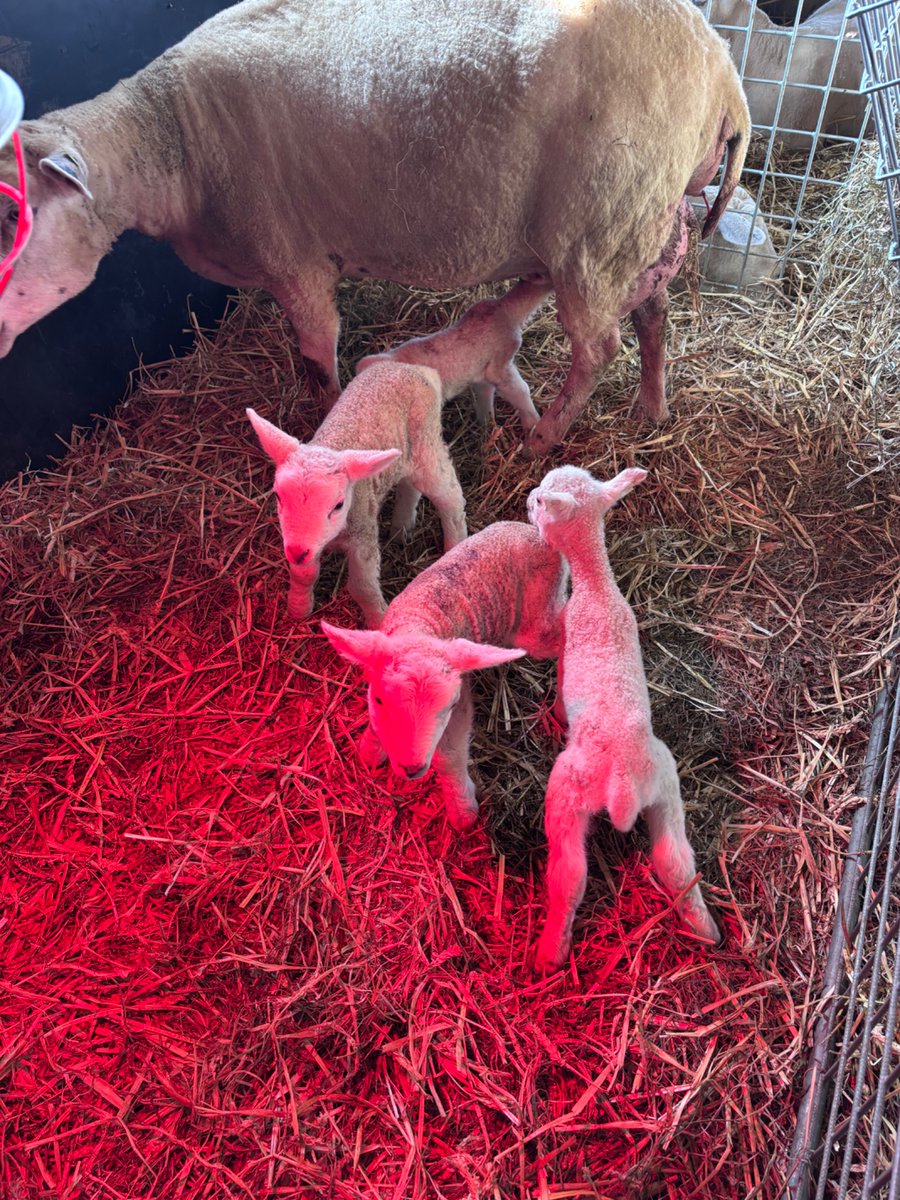 Henriet_G's tweet photo. Waar wij op het moment druk mee zijn🥰 #boerderij #schapen #onzeboerderij https://t.co/iZ0EpUdpuT