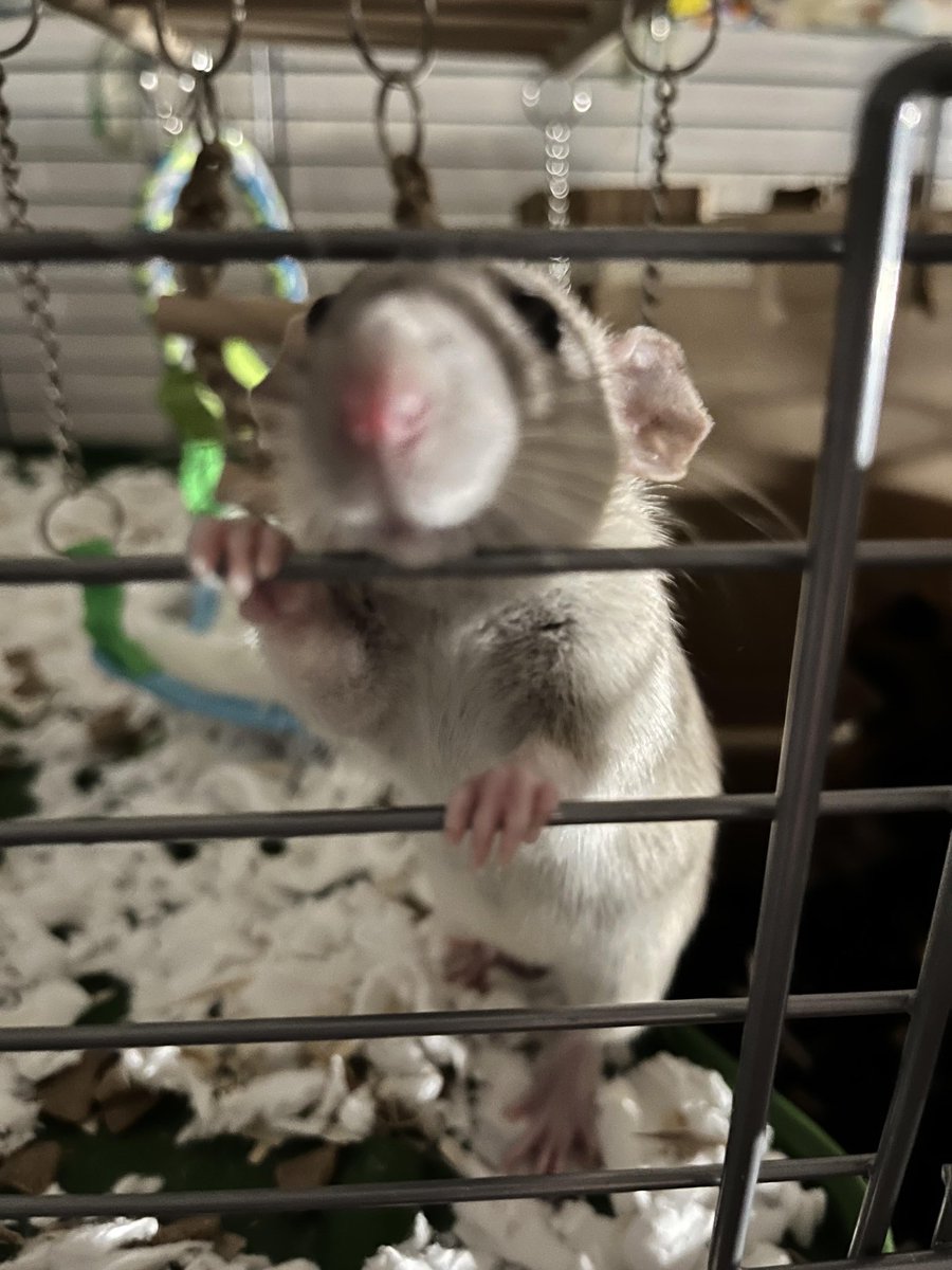 쥐배자 tweet media