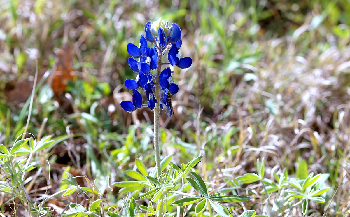 kala61857's tweet photo. The Season Is Upon Us
I love finding my first one each spring.
Texas Bluebonnet (Lupinus texensis)
https://t.co/aJK8kZEWLl
#bluebonnets #TexasStateFlower #wildflowers #blue #NaturePhotography https://t.co/YjEBXtHHbt