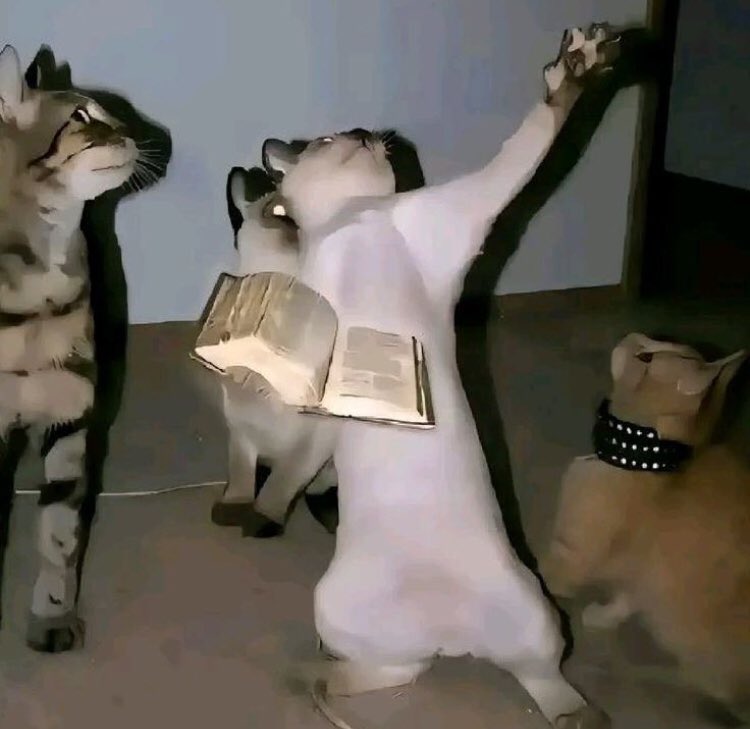 @Crypo_pain @Crypo_pain 
<a href="/TeeposhT/">Teeposh Tunde</a> 
My meme entry 
I edited this pictures of my cats 😂😂