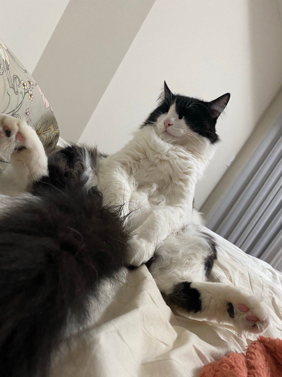 Gustavo Coutinho tweet media