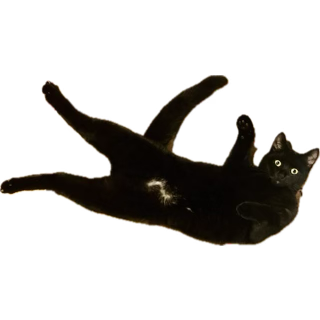 Rodney Owl - Music mostly tweet media