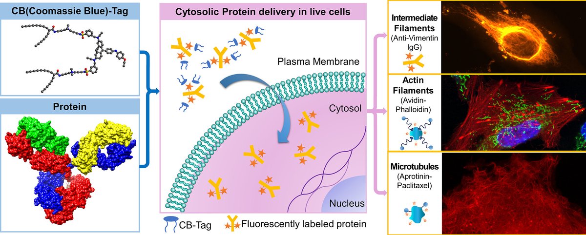 JCRnEDITORS's tweet photo. Intracellular delivery of proteins for live cell imaging.
| Xiaohu Gao @UWBioE |
[50 days' free access]
#CellImaging #IntracellularDelivery
https://t.co/xxlbirrwCj https://t.co/fazTrOSBdA