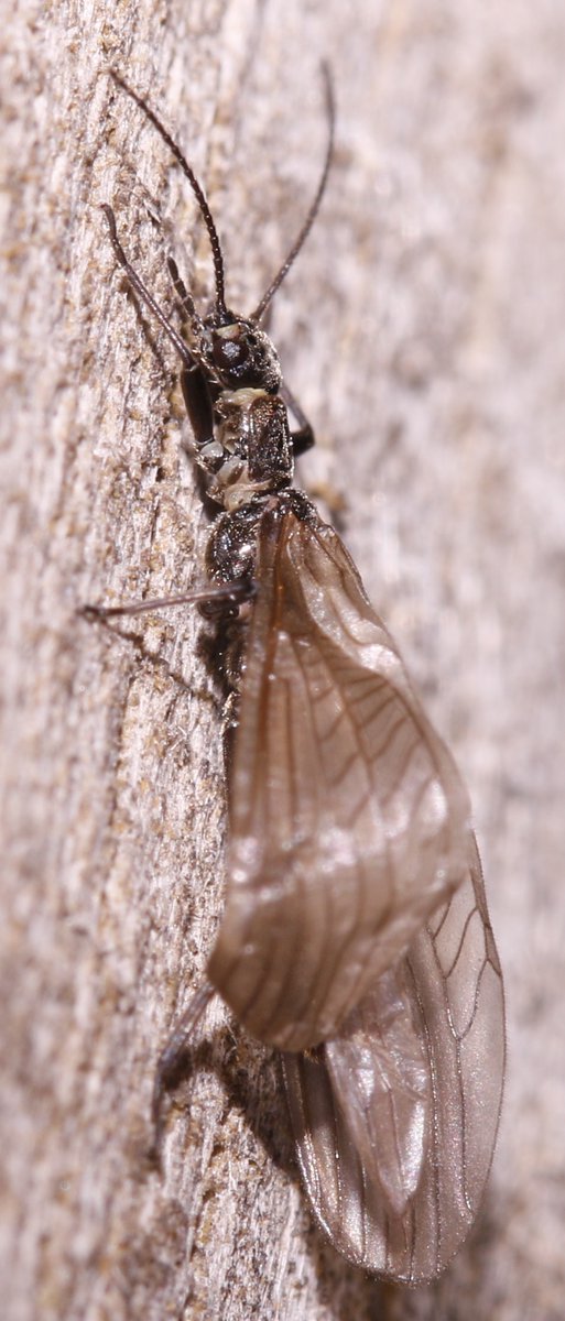 BSCG Scotland tweet media