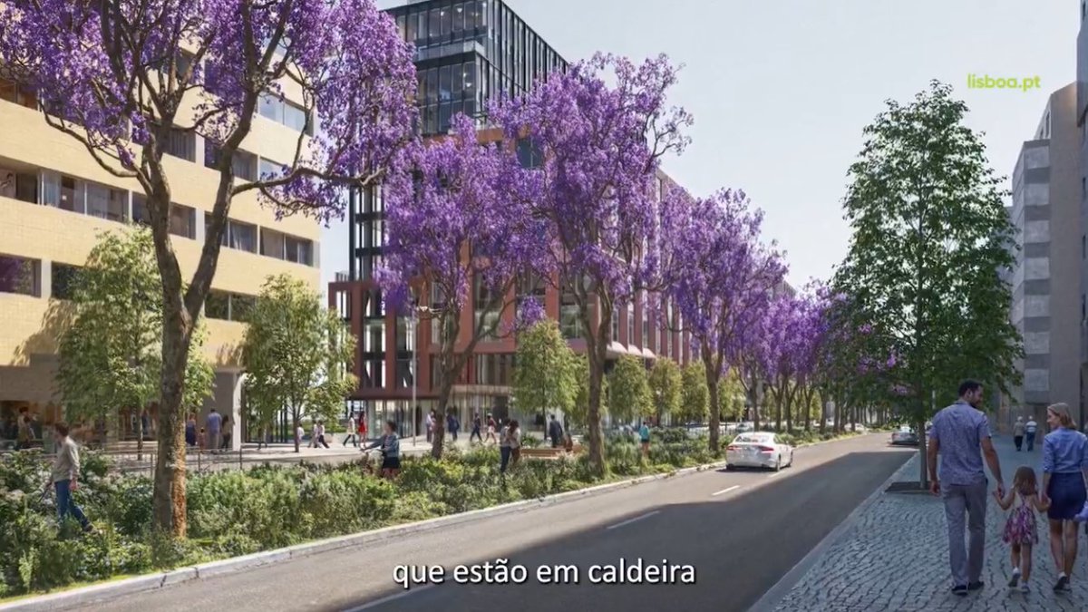 Não façam de nós parvos com estas imagens: estas árvores são antigas, e não as coisas franzinas que lá vão ser plantadas, e não há nenhuma zona do projeto em que se mantenham 2 jacarandás lado a lado.