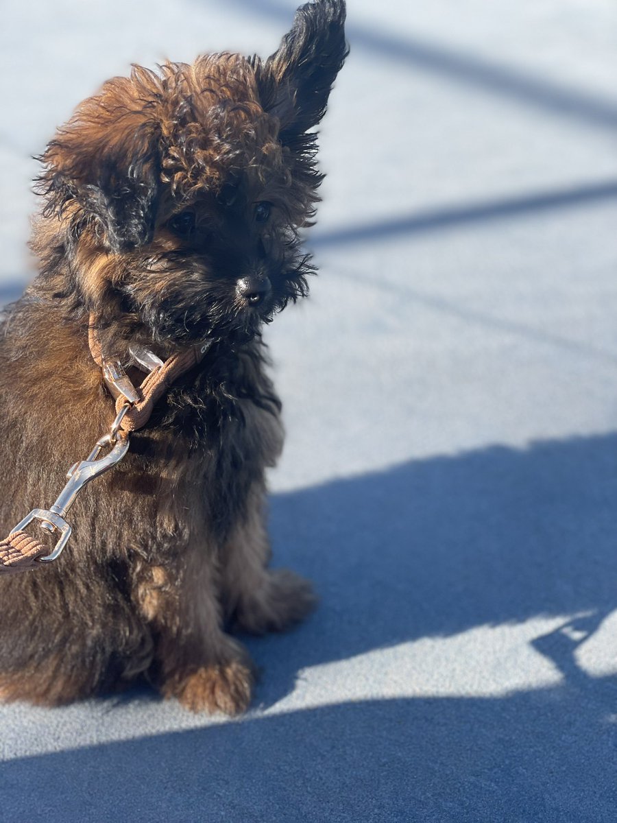 RayeCharles's tweet image. Teddy 🧸 has become a bit of attraction at netball training 😂🥰 #pomapoo
