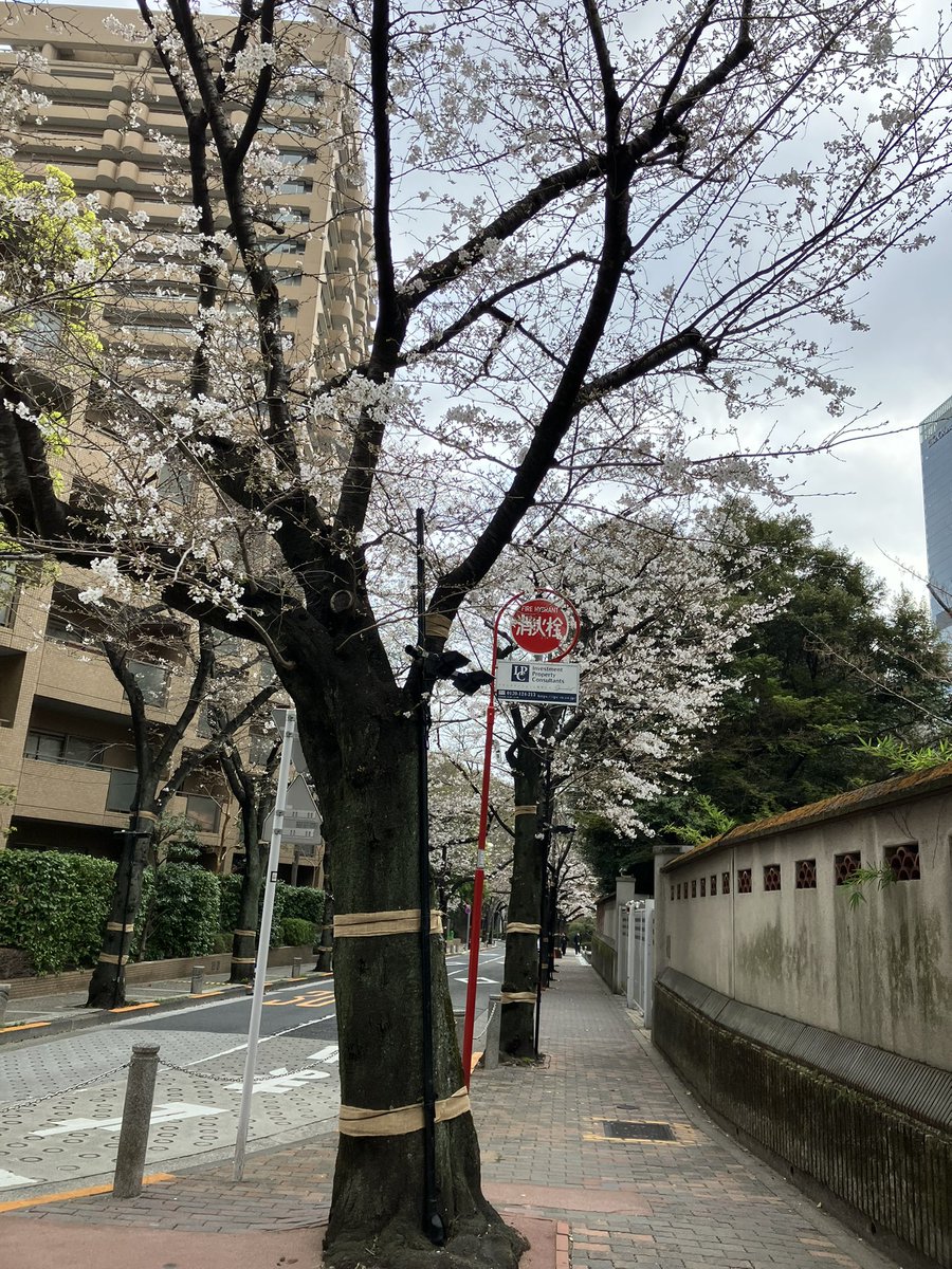 micami9's tweet photo. 今朝の桜開花状況🌸港区編
麻布台ヒルズ〜アークヒルズ〜赤阪インターシティ
まだまだこれから楽しめそうです🌸
#朝散歩 
#桜
#開花状況 https://t.co/anZxjFSCu2