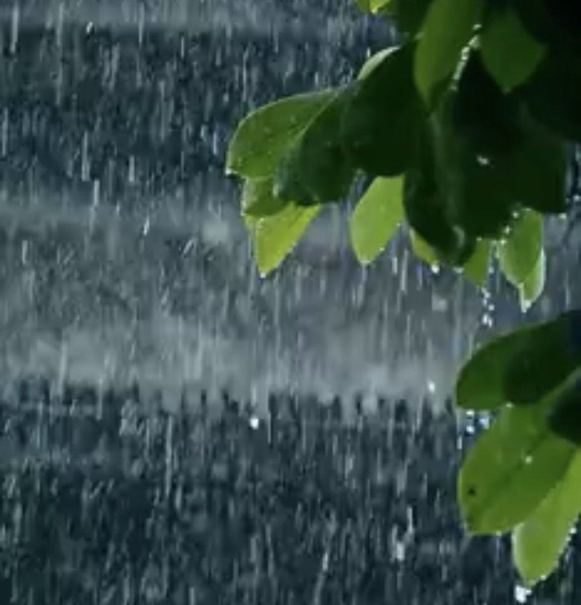 바람을 잠재우고 
불덩이를 식혀 
오직 비만 내리게 하소서

뜨거운 아픔을 적시고 
상처 난 마음을 어루만져
잿더미 속 영혼을 감싸 주소서

타버린 숲을 달래고
다시금 새순을 돋게 하여
희망이 움트는 대지를 주소서

비여, 내려 주소서
온 세상을 적셔
고요히 안식하게 하소서

-비를 기다립니다-