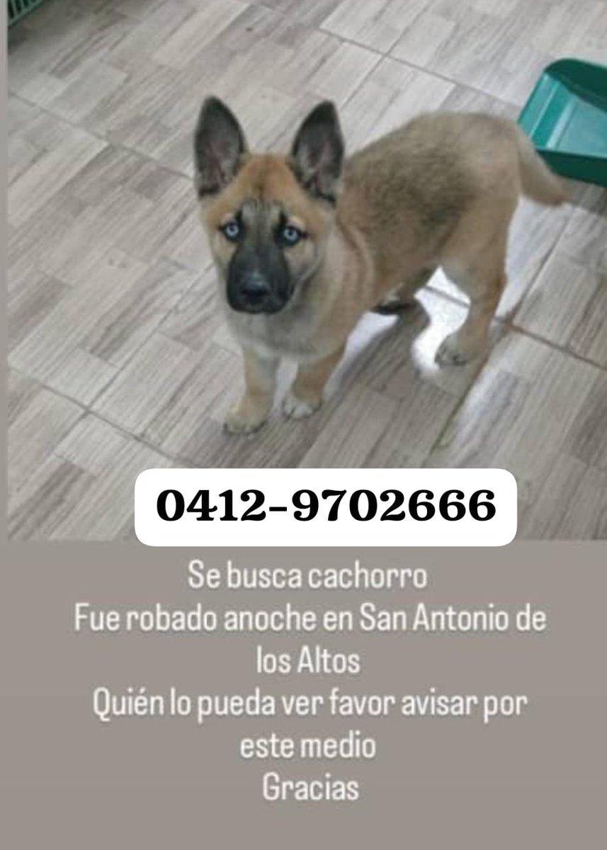 infinitoanimal2's tweet photo. URGENTE POR FAVOR 🆘🚨Este es el perrito  lo robaron anoche de su casa. Rompieron la reja de la casa y se lo llevaron. Favor DIFUNDIR  URGENTE 🆘 🚨@Perrousuario @NuriTrejo @yaracalcagno https://t.co/LrjEsZOk1t