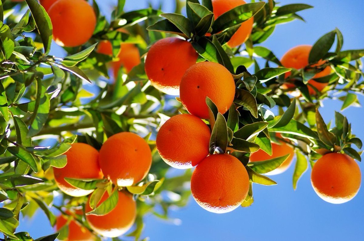 Oasis_de_Timia's tweet photo. #LesAgrumesdeTimia 🌴
C'est dans les années 1970 que les localités de la vallée de Timia ont connu les premières introductions d'agrumes, avec des plantations d'orangers. Aujourd'hui, les oranges de Timia sont connus pour leur saveur.
@Oasis_de_Timia 
@IbrahimZakaria_ https://t.co/tN9oCQMKkt