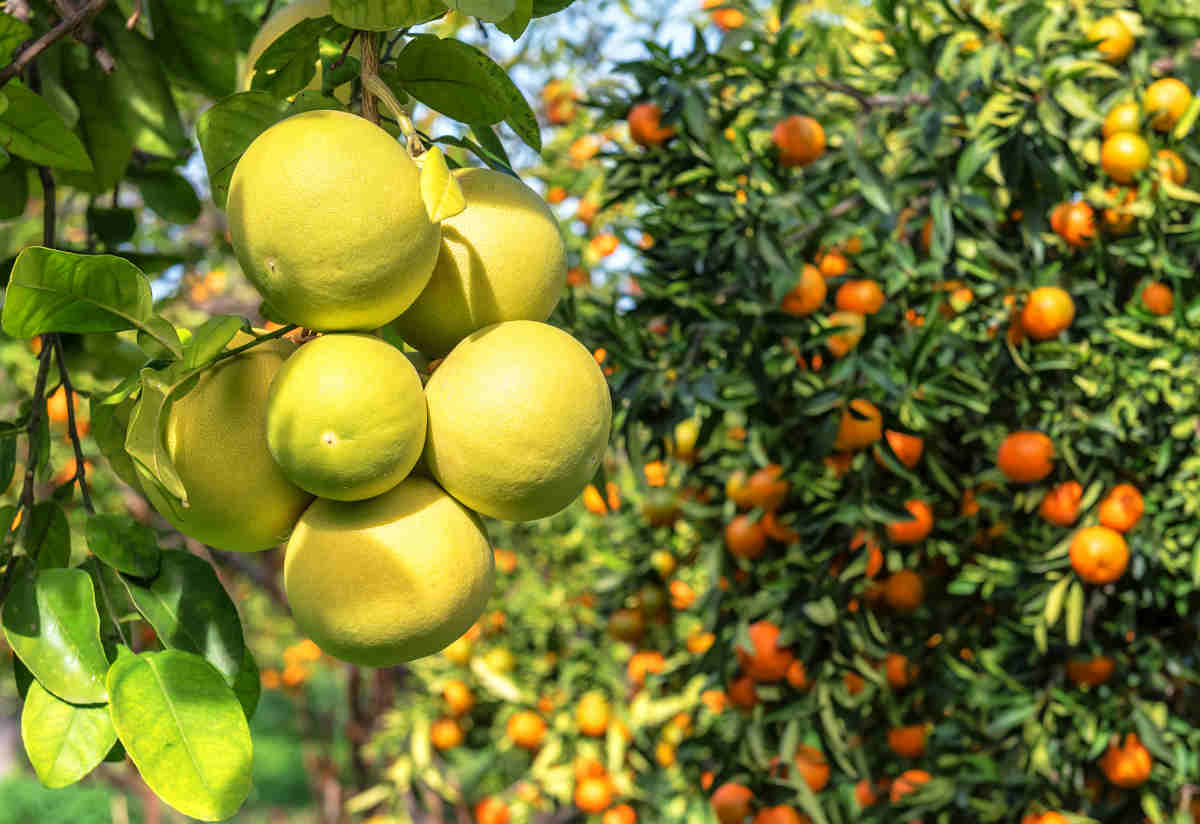 #LesAgrumesdeTimia 🌴
C'est dans les années 1970 que les localités de la vallée de Timia ont connu les premières introductions d'agrumes, avec des plantations d'orangers. Aujourd'hui, les oranges de Timia sont connus pour leur saveur.
<a href="/Oasis_de_Timia/">𝐎𝐚𝐬𝐢𝐬 𝐝𝐞 𝐓𝐢𝐦𝐢𝐚 🇳🇪</a> 
<a href="/IbrahimZakaria_/">𝐈𝐛𝐫𝐚𝐡𝐢𝐦 𝐀𝐠 𝐙𝐀𝐊𝐀𝐑𝐈𝐀</a>