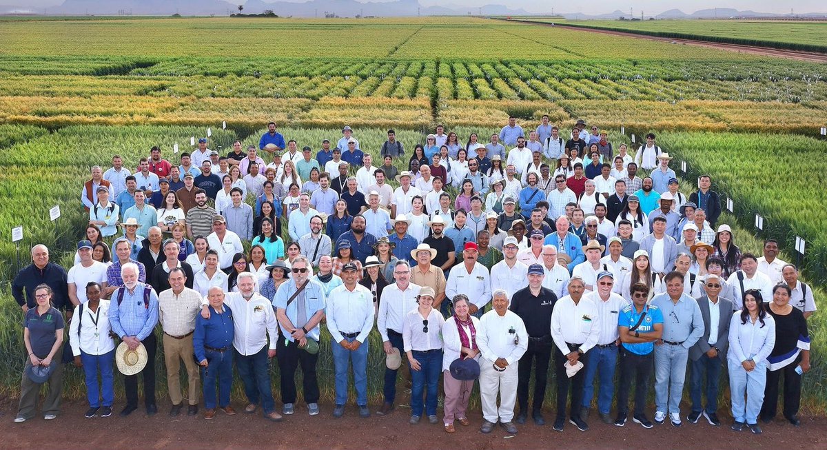 Thank you to all the participants who joined us for #FieldDay2025 at #CENEB in Ciudad Obregón!

We are here to resolve tomorrow's problems today, just as #NormanBorlaug did in these fields of Sonora 80 years ago!

#CIMMYT2030 <a href="/inifap/">INIFAP</a> <a href="/PIEAES/">PIEAES, A.C.</a> <a href="/CIMMYT/">CIMMYT</a>