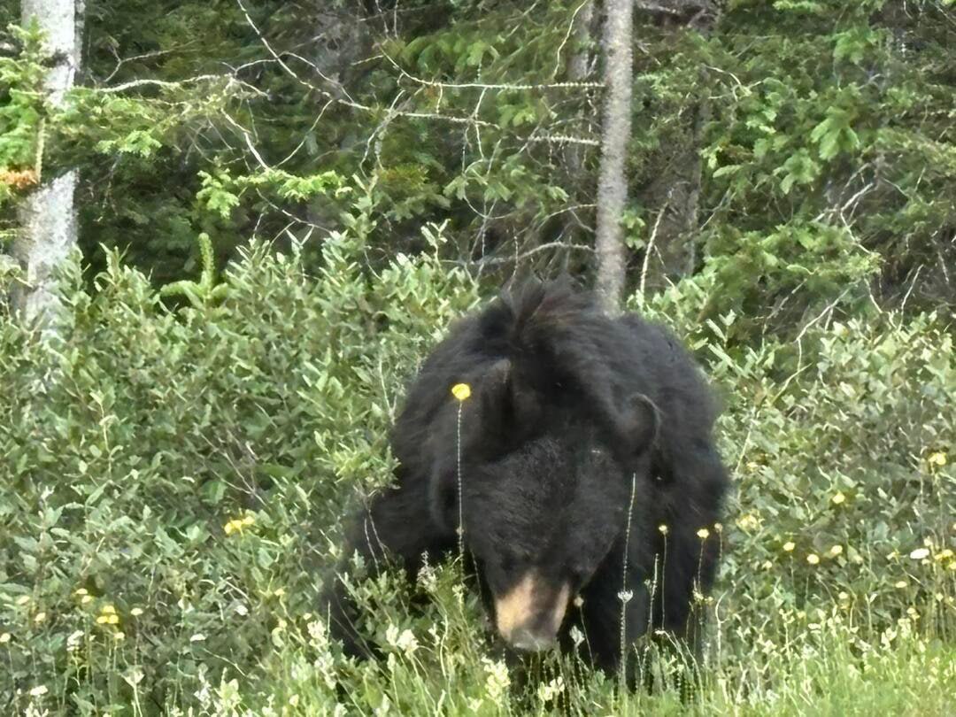 If you visit Canada, you should definitely visit this place. Today, it is one of the most beautiful parks in Canada.