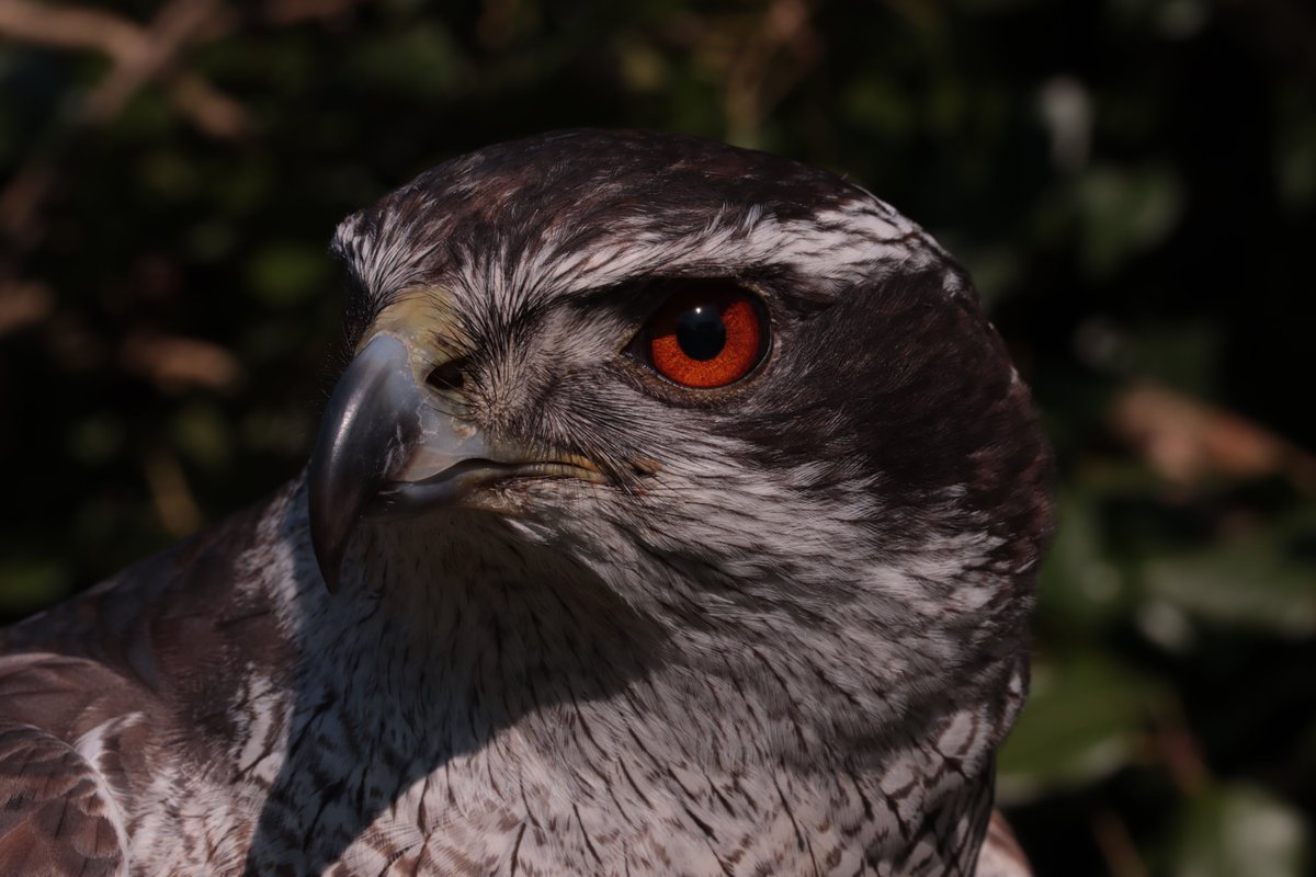 HarbsPics's tweet image. Clawed and Dolly, 2 of the beautiful Goshawks i have the immense priviledge to work with. #falconry #birdsofprey #raptor #birds #avian #hawk