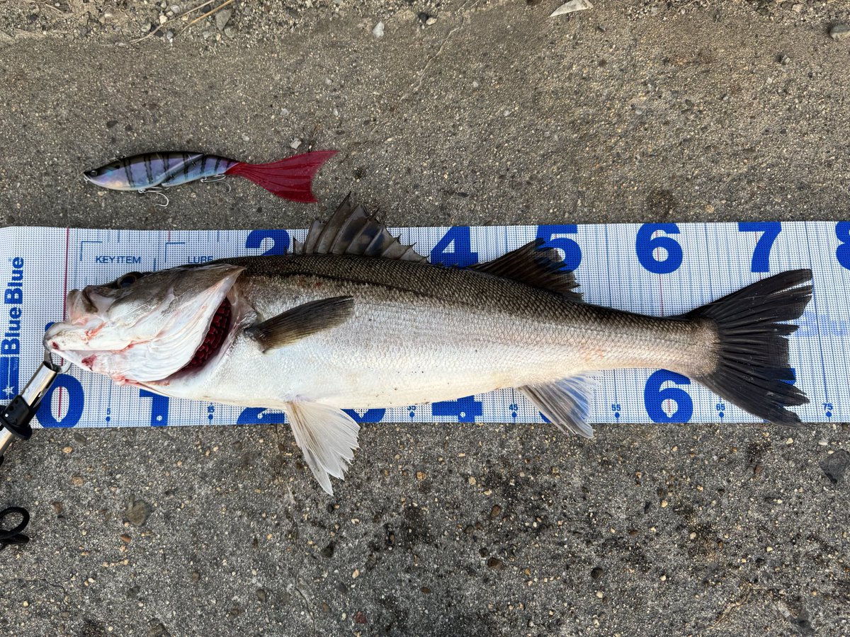 Msk06msk's tweet photo. ダヴィンチ150とは比べ物にならない集魚力のテールカスタムダヴィンチ190
全長220mm越えですが60g以下でお手軽
シーバスロッドのMHクラス
所謂60g(2oz)まで投げられるタックルなら問題なく使えるので超おすすめ🥹
グリッサンド90
SLP custom セルテートLT 5000CXH
PE2号リーダー7号でいけます☺️ https://t.co/boPtmOzZrc