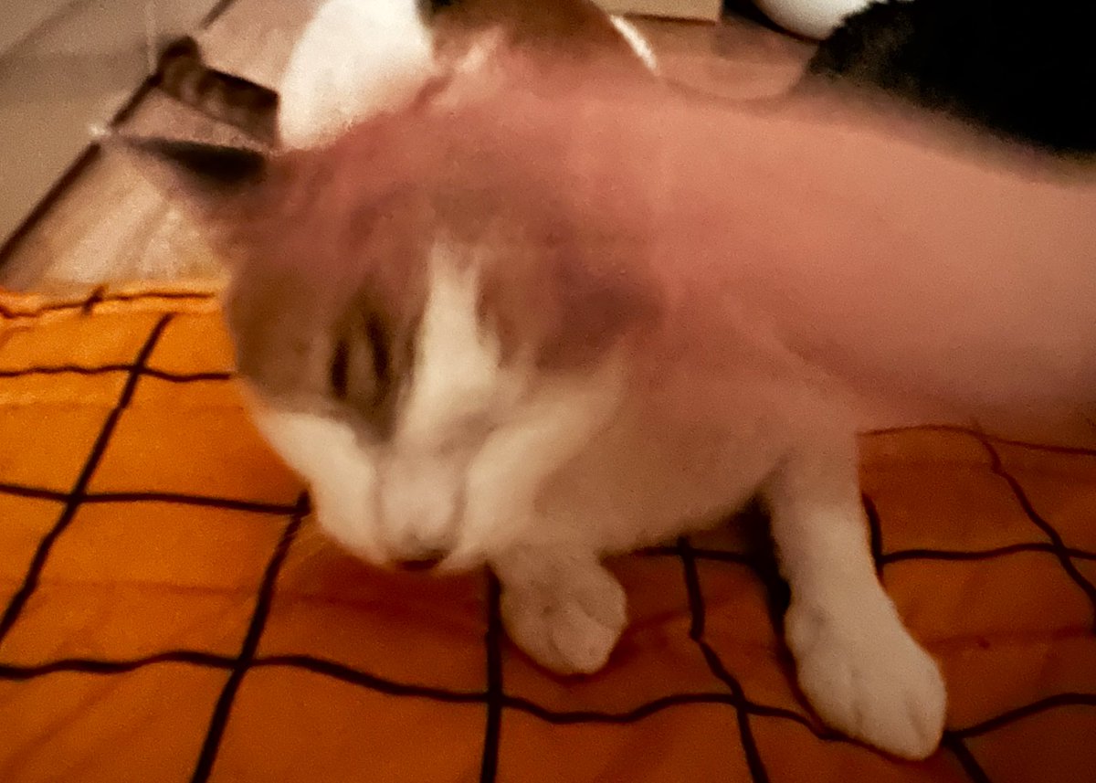 dead_assistant's tweet photo. 아니 새벽에 비몽사몽한 와중
앙꼬 쓰다듬으면서 예쁘다 예쁘다 사진찍었던 기억이 있는데
출근하고 사진 확인해보니까
상태가 이럼 https://t.co/8q5QbzoOHo